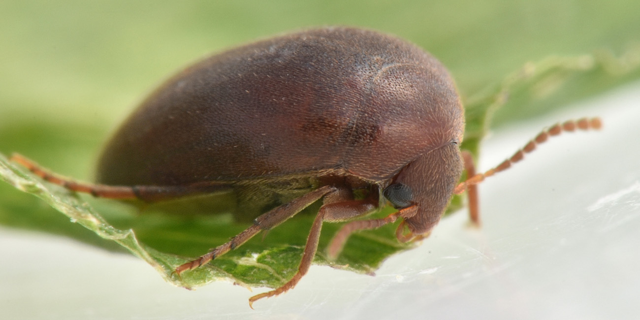Eucinetidae: Nycteus meridionalis